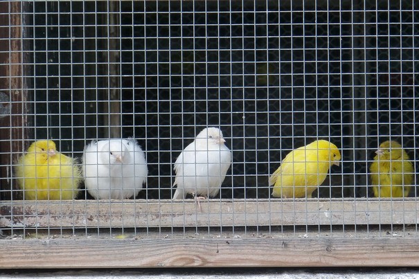 Treillis soudé pour cages