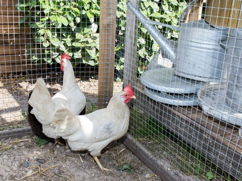 Grillage à poule : ne vous faites pas avoir !