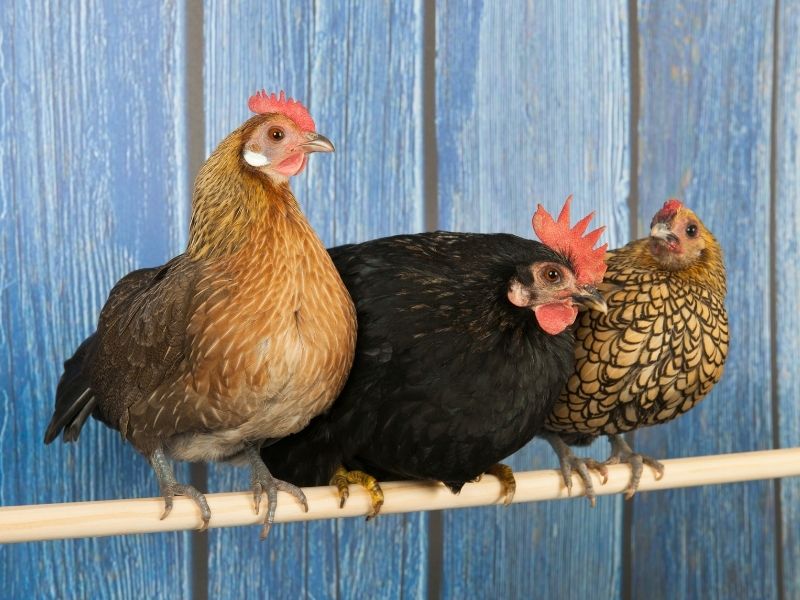 Poules - Grillage soudé