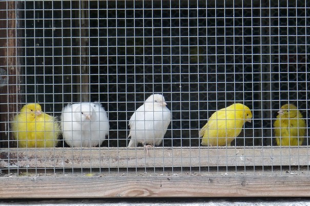 treillis soude cage